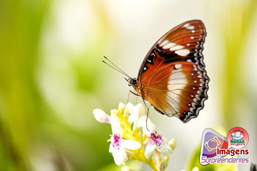 Borboleta