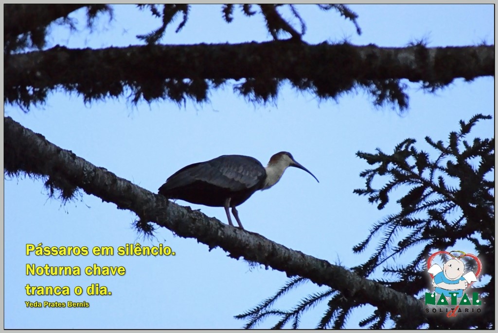 Natal Solidário Silêncio