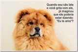 Cão