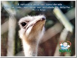 Natal Solidário Natureza 2